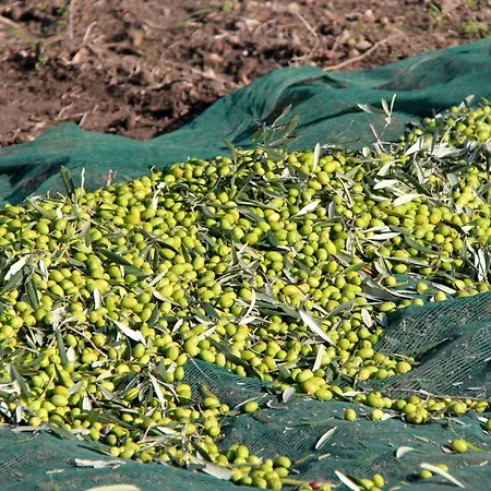Masseria Nel Sole Vendégház Lucera