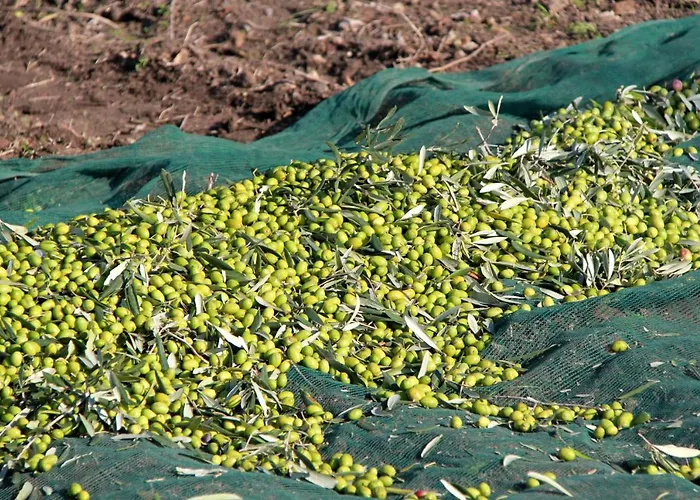 Masseria Nel Sole بيت ضيافة لوتشرا